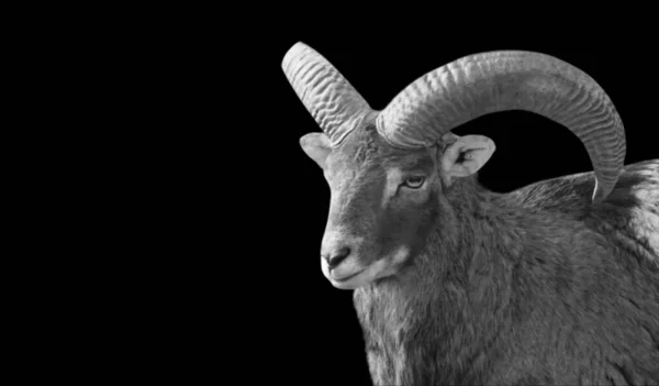 驚くべきビッグホーン羊のクローズアップ顔 — ストック写真