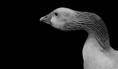 Siyah Arkaplanda Uzun Boyun Kaz Şirin Surat