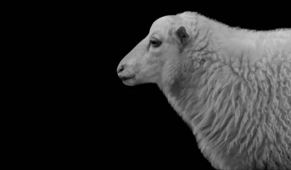Schwarze Und Weiße Schafe Porträt Auf Dem Dunklen Hintergrund — Stockfoto