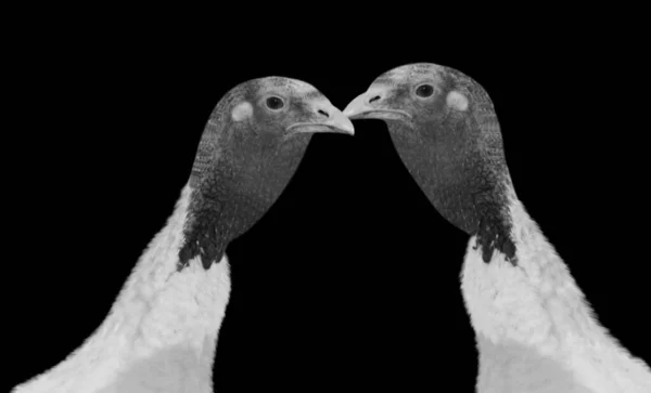 Dos Pájaros Pavo Retrato Fondo Oscuro —  Fotos de Stock