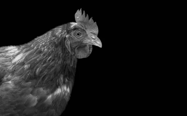 Big Rooster Portrait Closeup Face Black Background — Stock Photo, Image