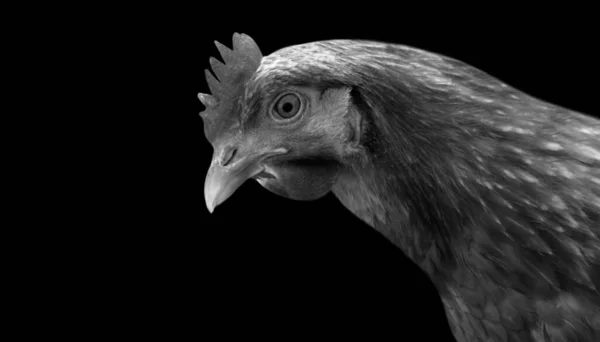 Kippen Kijken Neer Donkere Achtergrond — Stockfoto