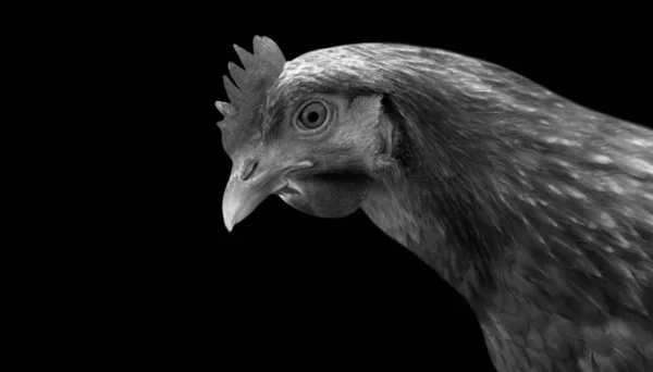 Gallina Mirando Hacia Abajo Fondo Oscuro — Foto de Stock