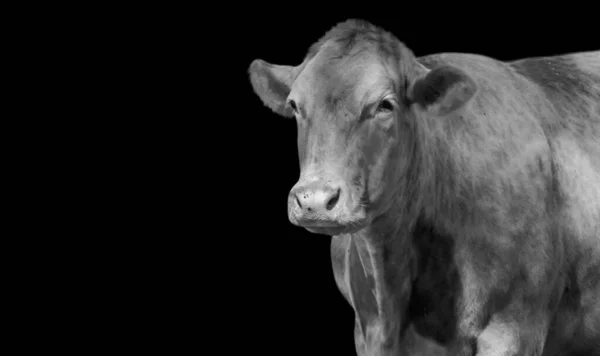 Velký Svaly Kráva Portrét Tmavém Pozadí — Stock fotografie
