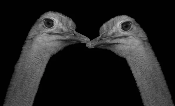 Dois Longo Pescoço Casal Avestruz Closeup Face — Fotografia de Stock