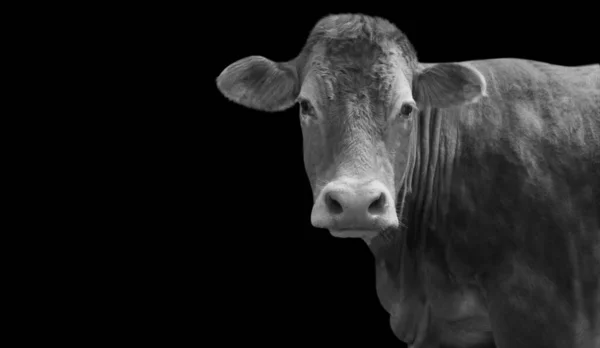 Amazing Cow Looking Front — Stockfoto