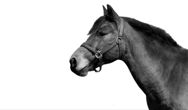 Hermosa Cara Primer Plano Del Caballo Mascota Fondo Blanco —  Fotos de Stock