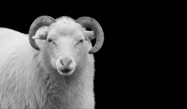 ビッグホーンかわいい羊の笑顔の顔 — ストック写真