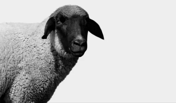 Χαριτωμένο Μαύρο Κεφάλι Πρόβατα Απομονώνονται Στο Λευκό Φόντο — Φωτογραφία Αρχείου