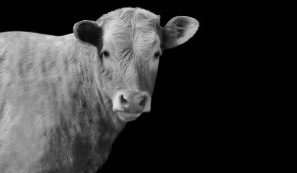 Cute Cow Closeup Face Black Background — Stock Photo, Image