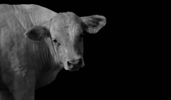 黒の背景に面白い牛のクローズアップ肖像画 — ストック写真