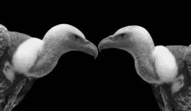 İki İnanılmaz Tehlikeli Akbaba Karanlık Arkaplanda Yakın Çekim Yüzü