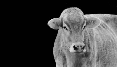 Siyah Arkaplanda Büyük Güçlü İnek Yüzü