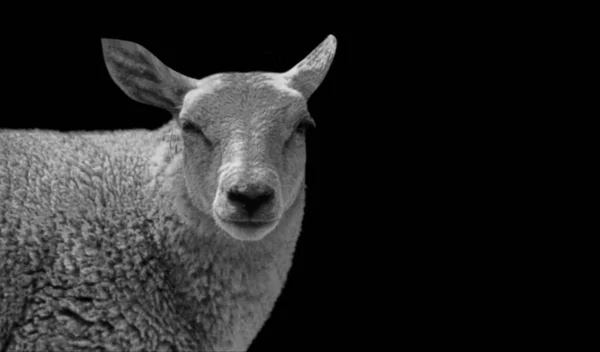 黑暗背景下可爱的黑白相间的小羊脸 — 图库照片