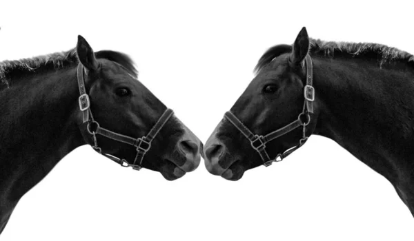 Две Лошади Белом Фоне — стоковое фото