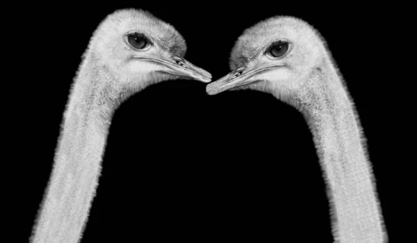 Two Long Neck Angry Ostrich Face Black Background — Stock Photo, Image
