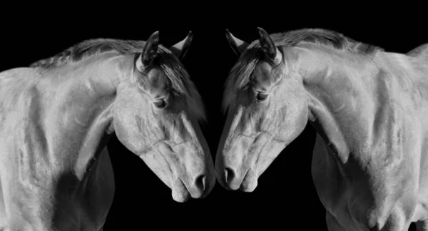 2頭の馬が彼女の顔に触れ 黒の背景を愛します — ストック写真