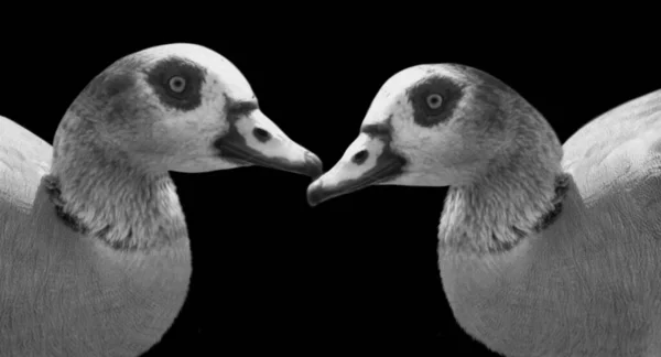 Two Couple Goose Portrait Black Background — Foto Stock