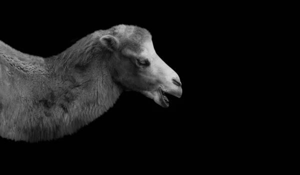 Black White Camel Portrait Black Background — Stock Photo, Image