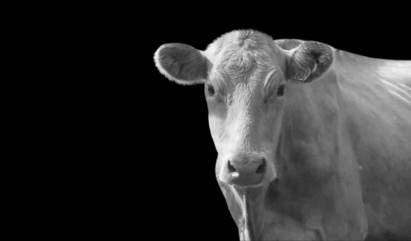 Portrait Cow Closeup Face Black Background — 图库照片