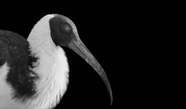 Long Beak Ibis Vogel Portret Gezicht Donkere Achtergrond — Stockfoto