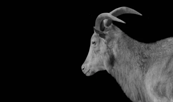 Big Horn Barbary Sheep Long Hair Black Background — стоковое фото