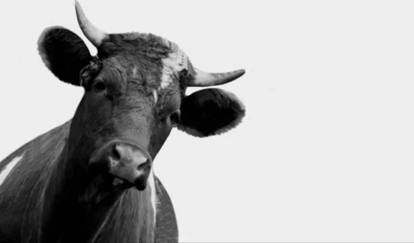 Cute Cow Looking Side White Background — Fotografia de Stock