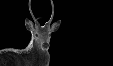 Siyah ve Beyaz Kırmızı Geyik Yaklaş