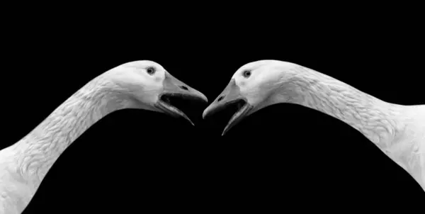 Two Cute Goose Closeup Face Black Background — Foto Stock