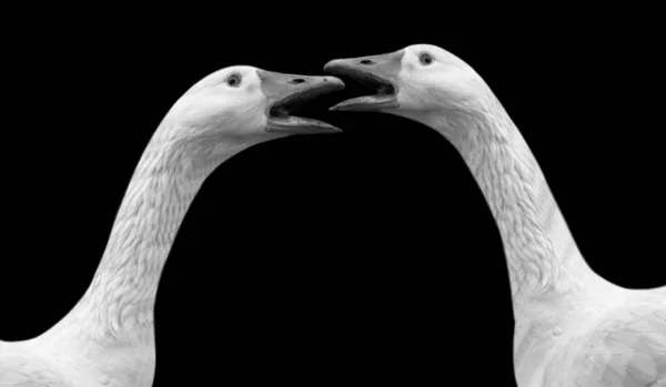 Two Angry White Goose Fight Black Background — Stockfoto