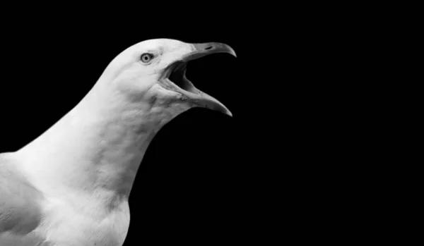 Black White Seagull Portrait Closeup — Stock Photo, Image