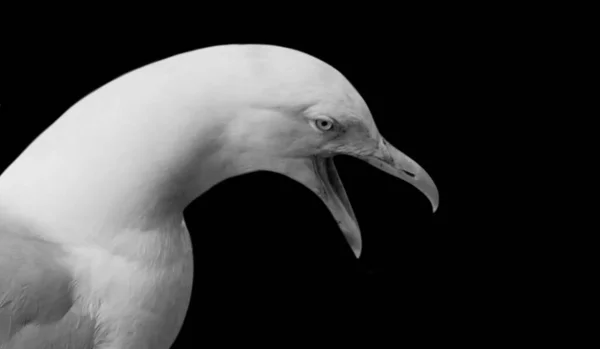 怒りのカモメが黒い背景でくちばしを開きます — ストック写真