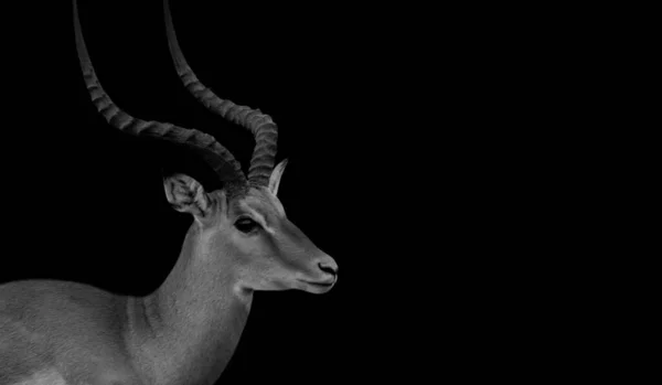 Long Big Horn Impala Black Background — 图库照片