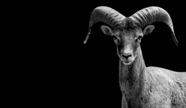 Big Horn Mouflon Sheep Portrait Black Background — стоковое фото