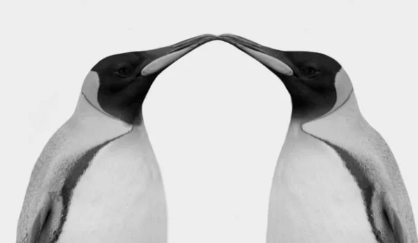 Two Black White Couple Penguin Isolated White Background — Fotografia de Stock