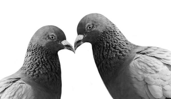 Two Beautiful Black White Pigeon White Background — Stock Photo, Image