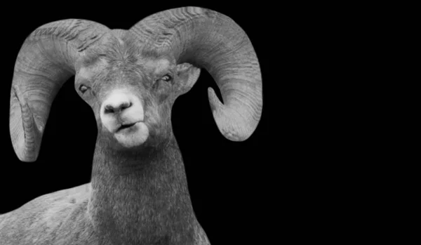 Bighorn Sheep Funny Face Black Background — Foto Stock