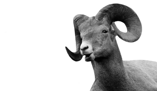 Mountain Sheep Closeup Face Fundo Branco — Fotografia de Stock