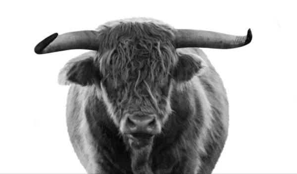 Big Horn Highland Cattle Front Face — Fotografia de Stock