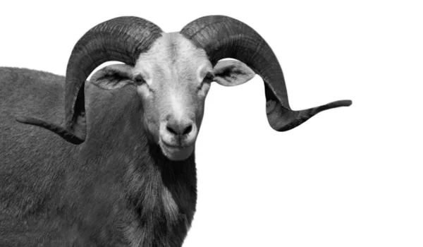Big Horn Ovis Vignei Sheep Smiling Face — стокове фото