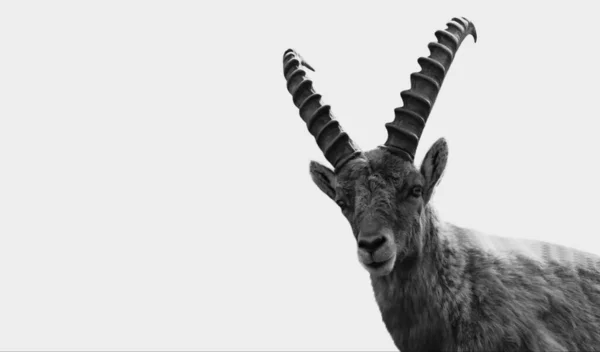 Alpine Ibex Berg Geit Geïsoleerd Witte Achtergrond — Stockfoto