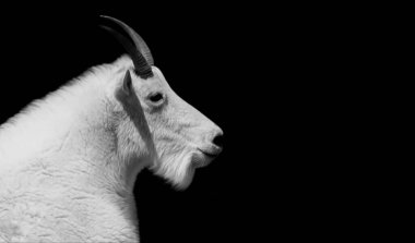 Beautiful White Mountain Goat Face On The Black Background