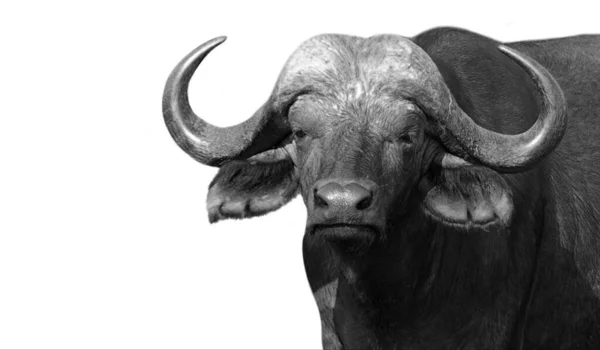 Wild Buffalo White Background — Stockfoto