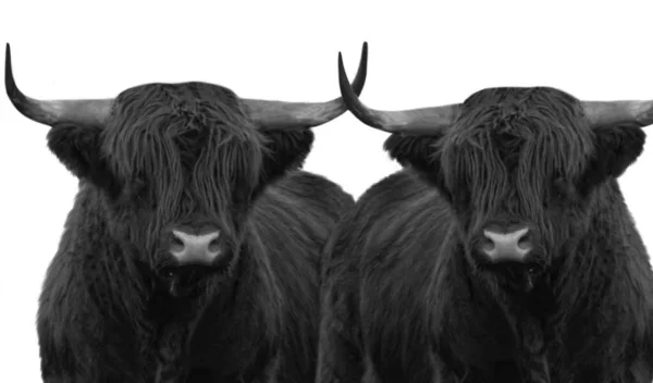 Two Black Twin Highland Cattle White Background — Fotografia de Stock