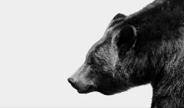 Big Bear Closeup Face White Background — стоковое фото