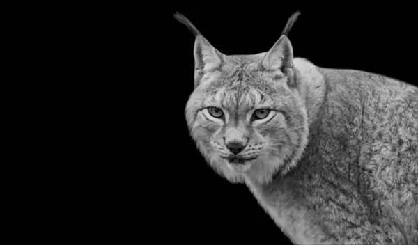 Beautiful Big Eurasian Lynx Portrait Dark Black Background — Zdjęcie stockowe