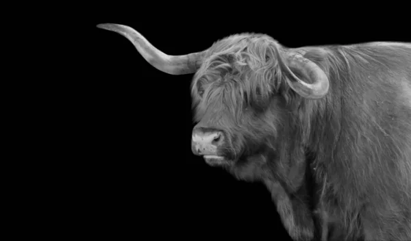 Big Horn Highland Cattle Standing Black Background — Zdjęcie stockowe