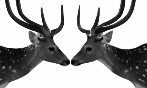 Two Beautiful Big Antlers Couple Deer White Background — Zdjęcie stockowe