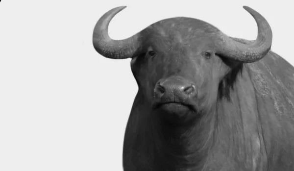 Black White Buffalo White Background — Stockfoto
