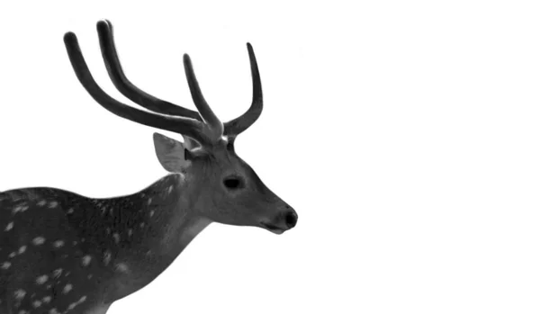 Big Antler Deer Face White Background — Zdjęcie stockowe